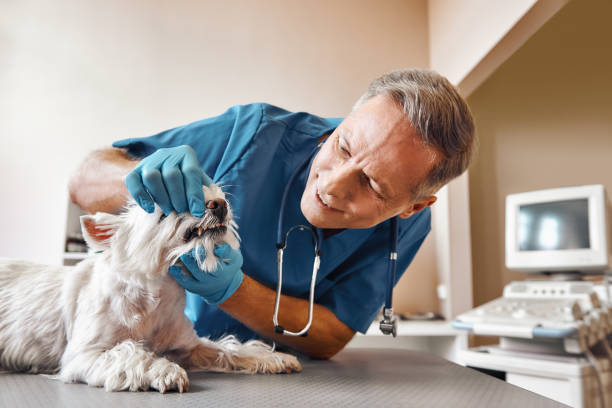 Best After-Hours Emergency Dentist in Warrensburg, IL